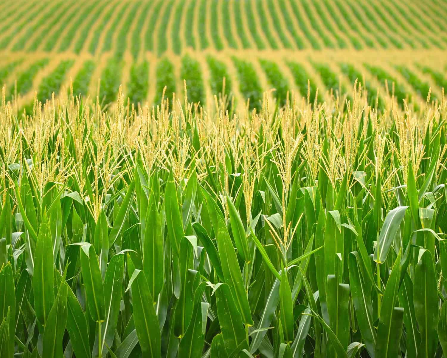 Lush Green Cornfield With Tassels.