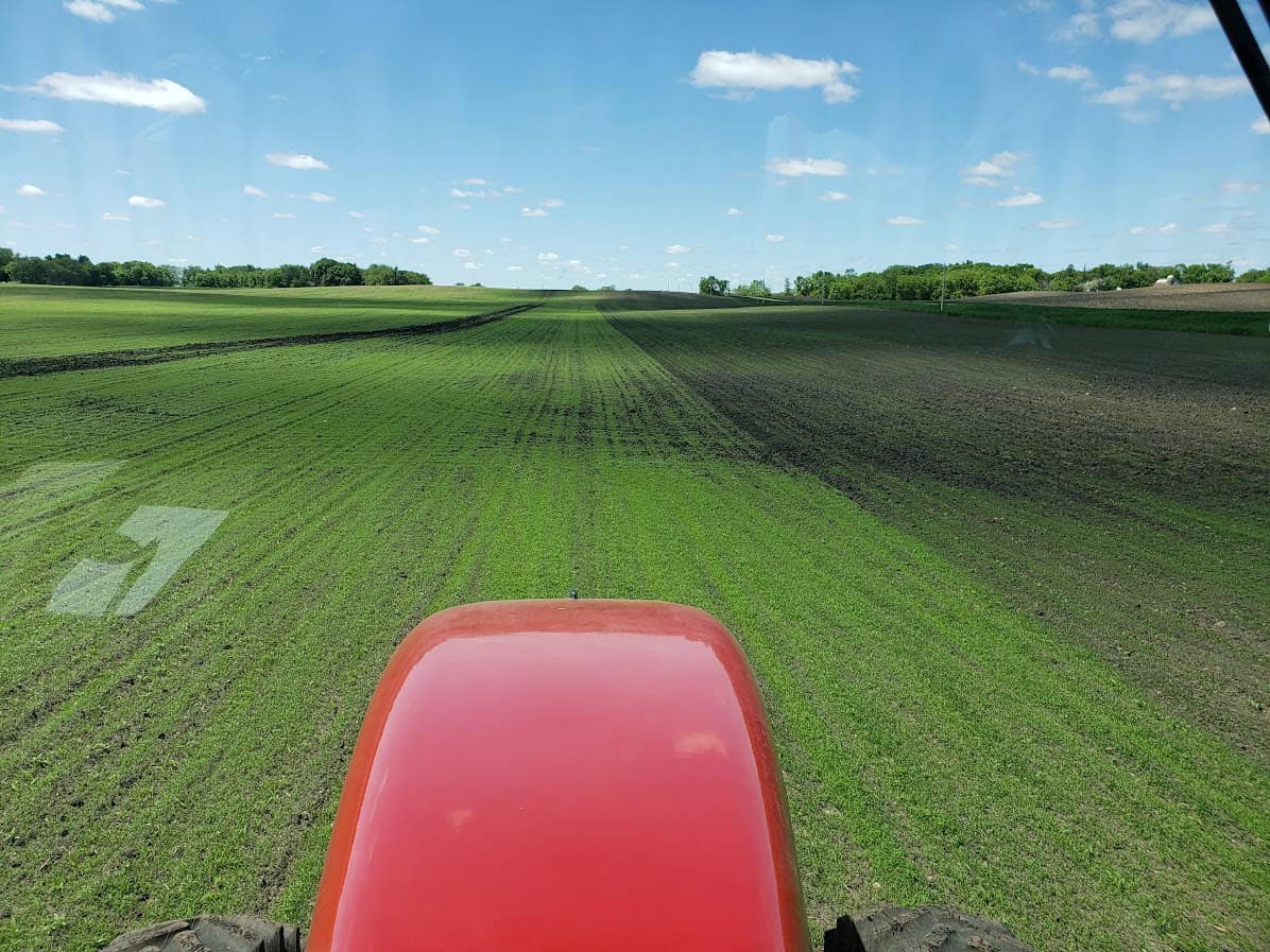 Flame Weeding Corn