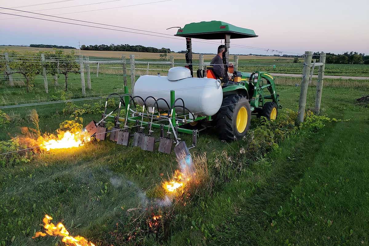 Vineyard Flame Weeding